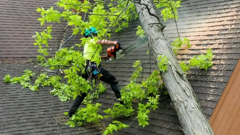 Tree/branch damage repair