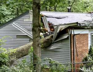 Tree & branch damage repair in Arlington VA